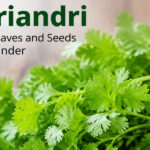 Koriandri: The Simple Truth Behind This Popular Herb