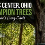 Lewis Center Ohio Champion Trees: Nature’s Living Giants