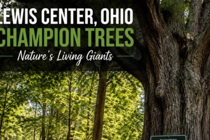 Lewis Center Ohio Champion Trees: Nature’s Living Giants