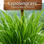 Lyposingrass: Real Plant or Just an Online Trend?
