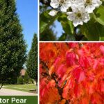 Navigator Pear: The Beautiful Tree That Brings Color to Every Season