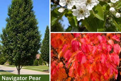 Navigator Pear: The Beautiful Tree That Brings Color to Every Season