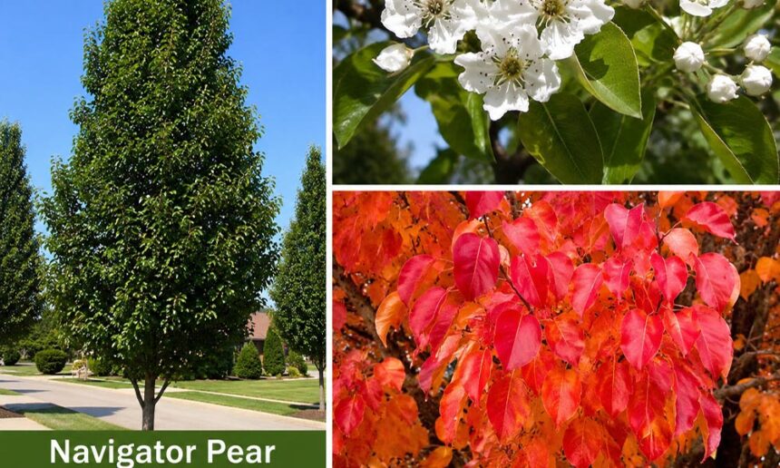 Navigator Pear: The Beautiful Tree That Brings Color to Every Season