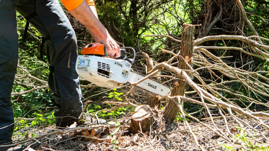 Tree Removal