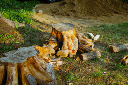 BW Tree Removal