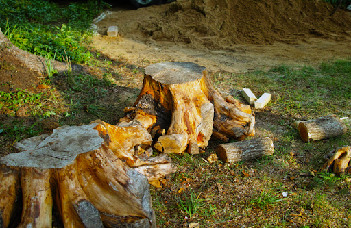 BW Tree Removal