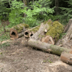 When to Remove a Problem Tree and How to Do It Safely in Western Washington