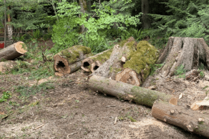 When to Remove a Problem Tree and How to Do It Safely in Western Washington