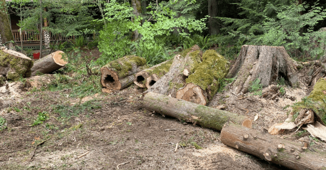 When to Remove a Problem Tree and How to Do It Safely in Western Washington