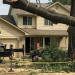 Protecting Your Property on Tree Removal Day: A Homeowner's Step-by-Step Plan