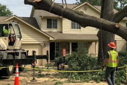 Protecting Your Property on Tree Removal Day: A Homeowner's Step-by-Step Plan