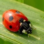 7 Best Free Bug Identifier Tools by Picture in 2026