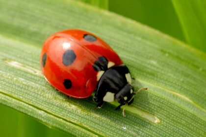 7 Best Free Bug Identifier Tools by Picture in 2026