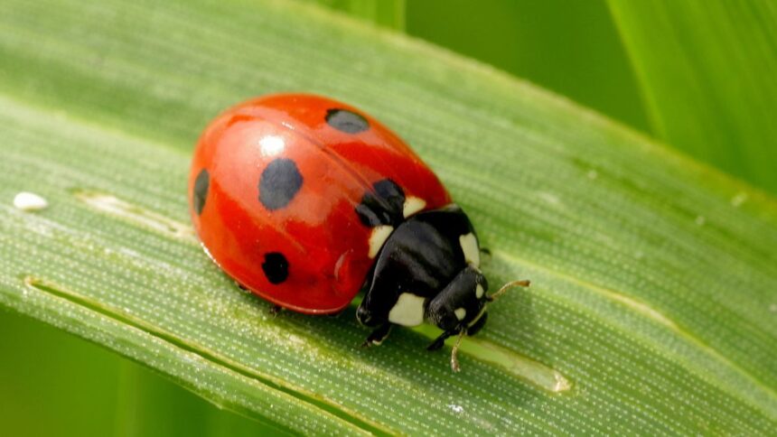 7 Best Free Bug Identifier Tools by Picture in 2026