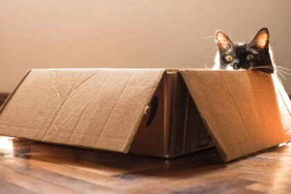 How to Choose an Enrichment Box Your Cat Will Actually Use