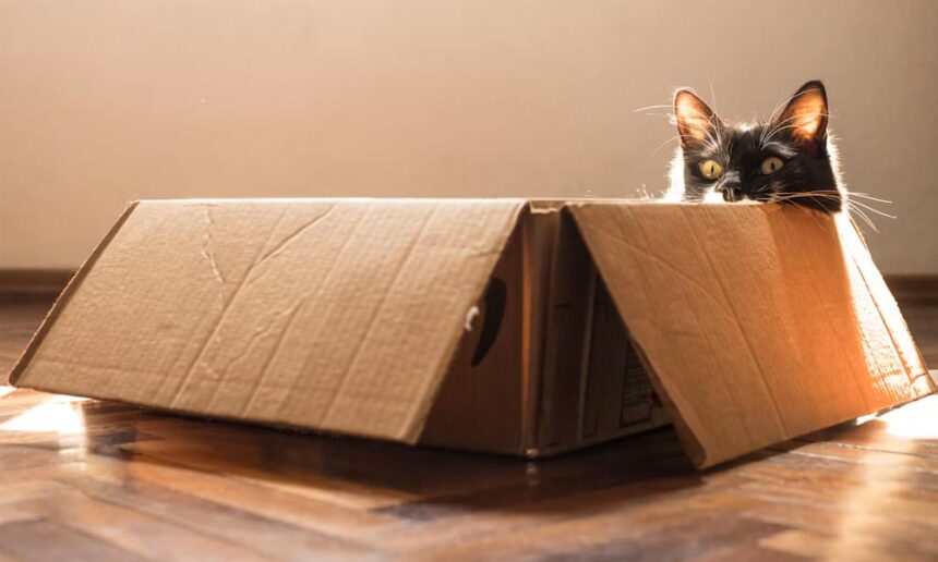 How to Choose an Enrichment Box Your Cat Will Actually Use