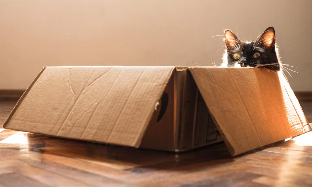 How to Choose an Enrichment Box Your Cat Will Actually Use